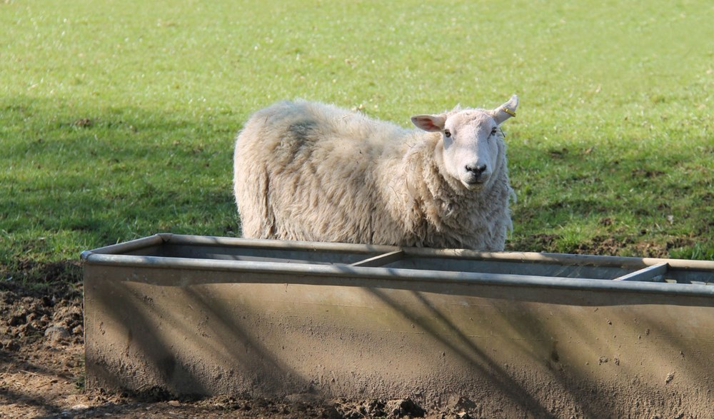 A sheep stood in field next to water trough